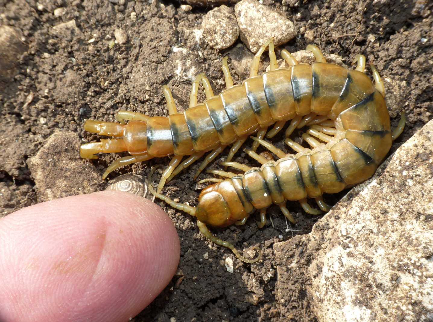 Identificazione insetto: chilopode ? Scolopendra cingulata